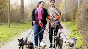 Volunteer friends walking with a dog shelter 